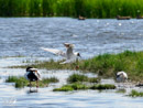 Black-headed Gull – Mewa Śmieszka